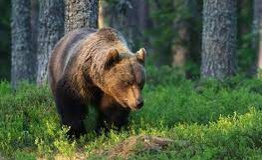 Vyhlásenie mimoriadnej situácie spôsobenej nežiadúcim výskytom medveďa hnedého 1